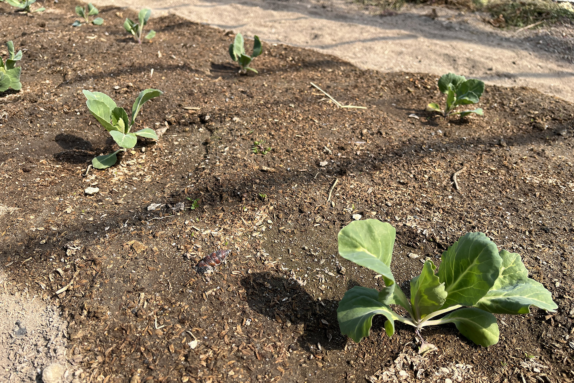週末農業　サムネイル